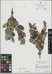 Foto von Salix hastata L.